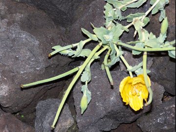 Glaucium flavum